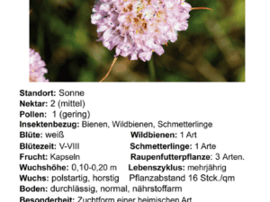 Armeria maritima ‚Alba‘ – weiße Grasnelke     1 Pflanze im 12 cm Topf