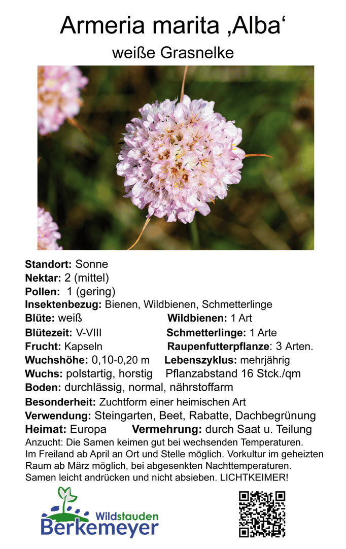 Armeria maritima 'Alba' - weiße Grasnelke 1 Pflanze im 12 cm Topf – Bild 2